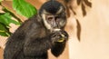 Closeup shot of a cute capuchin monkey eating a banana Royalty Free Stock Photo
