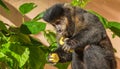 Closeup shot of a cute capuchin monkey eating a banana Royalty Free Stock Photo