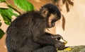 Closeup shot of a cute capuchin monkey eating a banana Royalty Free Stock Photo