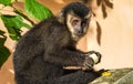 Closeup shot of a cute capuchin monkey eating a monkey Royalty Free Stock Photo