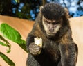 Closeup shot of a cute capuchin monkey eating a monkey Royalty Free Stock Photo