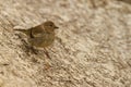 Closeup shot of a cute Carduelis bird resting on a ground