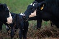 Closeup shot of a cute cattle family in the meadow