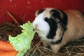 Closeup shot of  a cute colorful guinea pig eating a green leaf Royalty Free Stock Photo