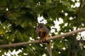 Closeup shot of a cute common squirrel monkey (Saimiri sciureus) eating food on the rope Royalty Free Stock Photo