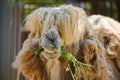 Closeup shot of a cute cream camel eating yellow flowers