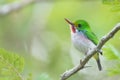 Closeup shot of a cute Cuban tody bird perched on a small branch of a tree in a forest Royalty Free Stock Photo