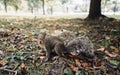 Closeup shot of a cute curious squirrel looking at the camera in a park Royalty Free Stock Photo