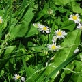 Closeup shot of cute daisies under the sunlight