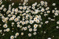 Closeup shot of cute daisies under the sunlight