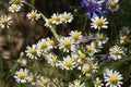 Closeup shot of cute daisies under the sunlight