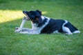 Closeup shot of a cute dog eating a bone on the grass Royalty Free Stock Photo