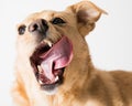 Closeup shot of a cute dog making a weird face