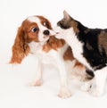 Closeup shot of a cute dog playing with a cat and isolated on white background Royalty Free Stock Photo