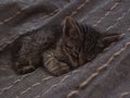 Closeup shot of a cute domestic grey kitten sleeping on the bed Royalty Free Stock Photo