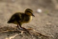 Closeup shot of a cute duckling on a leaf