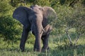 Closeup shot of a cute elephant walking near the trees in the wilderness Royalty Free Stock Photo