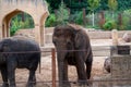 Closeup shot of a cute elephant in the zoo in Hanov