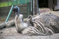 Closeup shot of cute emu chicks sitting next to its mother in the daylight Royalty Free Stock Photo