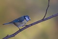 Closeup shot of a cute Eurasian blue tit bird perched on a branch Royalty Free Stock Photo