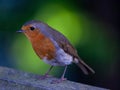 Closeup shot of a cute European robin bird