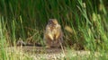 Closeup shot of a cute fat squirrel standing on the ground with green grass in the background Royalty Free Stock Photo