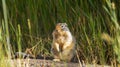Closeup shot of a cute fat squirrel standing on the ground with green grass in the background Royalty Free Stock Photo