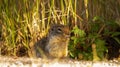 Closeup shot of a cute fat squirrel standing on the ground with green grass in the background Royalty Free Stock Photo