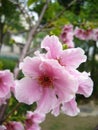 Closeup shot of cute flowers growing on a tree branch Royalty Free Stock Photo