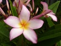 Closeup shot of a cute Frangipani under the sunlight