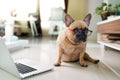 Closeup shot of a cute French Bulldog in eyeglasses sitting in front of the laptop