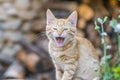 Closeup shot of a cute ginger yawning kitten Royalty Free Stock Photo