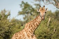 Closeup shot of a cute giraffe with blurry trees in the background Royalty Free Stock Photo