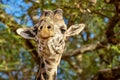Closeup shot of a cute giraffe in front of the trees with green leaves Royalty Free Stock Photo