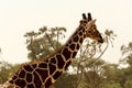 Closeup Shot Of A Cute Giraffe With Green Trees In The Background Under The Clear Sky