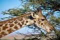 Closeup shot of a cute giraffe with the trees with green leaves in the background Royalty Free Stock Photo