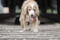 Closeup shot of a cute golden dog walking on the train tracks near a locomotive Royalty Free Stock Photo