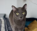 Closeup shot of a cute gray cat with bright green eyes Royalty Free Stock Photo