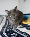 Closeup shot of a cute gray cat with bright green eyes Royalty Free Stock Photo