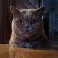 Closeup shot of a cute gray cat lying on the floor Royalty Free Stock Photo