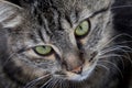 Closeup shot of a cute gray cat`s face with green eyes Royalty Free Stock Photo