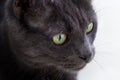 Closeup shot of a cute gray cat`s face with green eyes Royalty Free Stock Photo