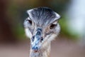 Closeup shot of a cute Greater rhea isolated on a blurred background Royalty Free Stock Photo