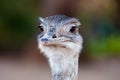 Closeup shot of a cute Greater rhea isolated on a blurred background Royalty Free Stock Photo