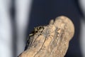 Closeup shot of a cute Grey Longhorn beetle on a wooden surface
