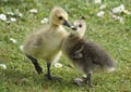 Closeup shot of cute Greylag goslings