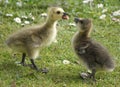 Closeup shot of cute Greylag goslings