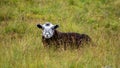 Closeup shot of a cute Herdwick lamb lying in the meadow in the daylight