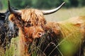 Closeup shot of a cute highland cow grazing in a field