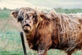 Closeup shot of a cute highland cow grazing in a field